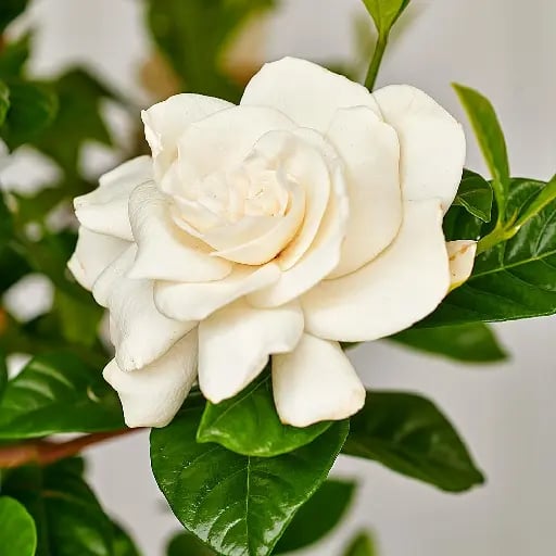 Gardenia - Pureza, alegría y dulzura.
