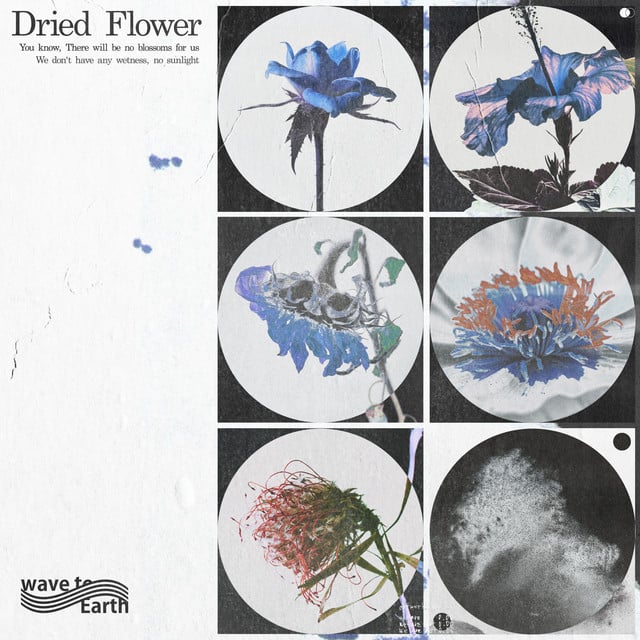 dried flower - Album · wave to earth