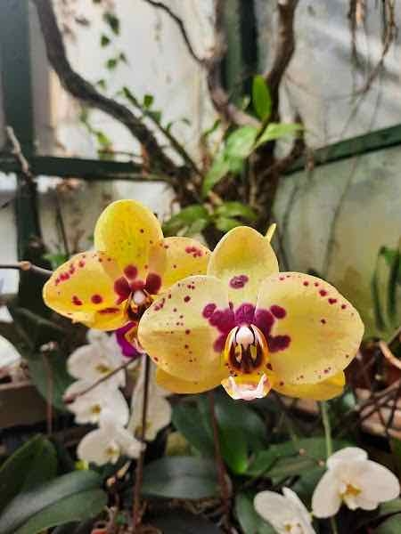 Orchid Coffee & Restaurant