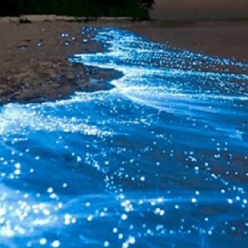 La bioluminicensia
