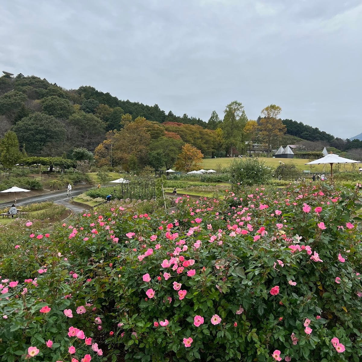 茨城県フラワーパーク