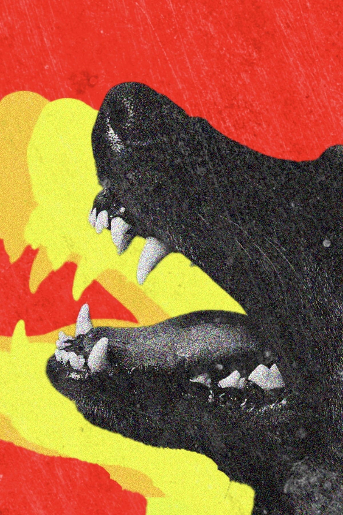 DOGTOOTH - Aedan Warburton · 2024