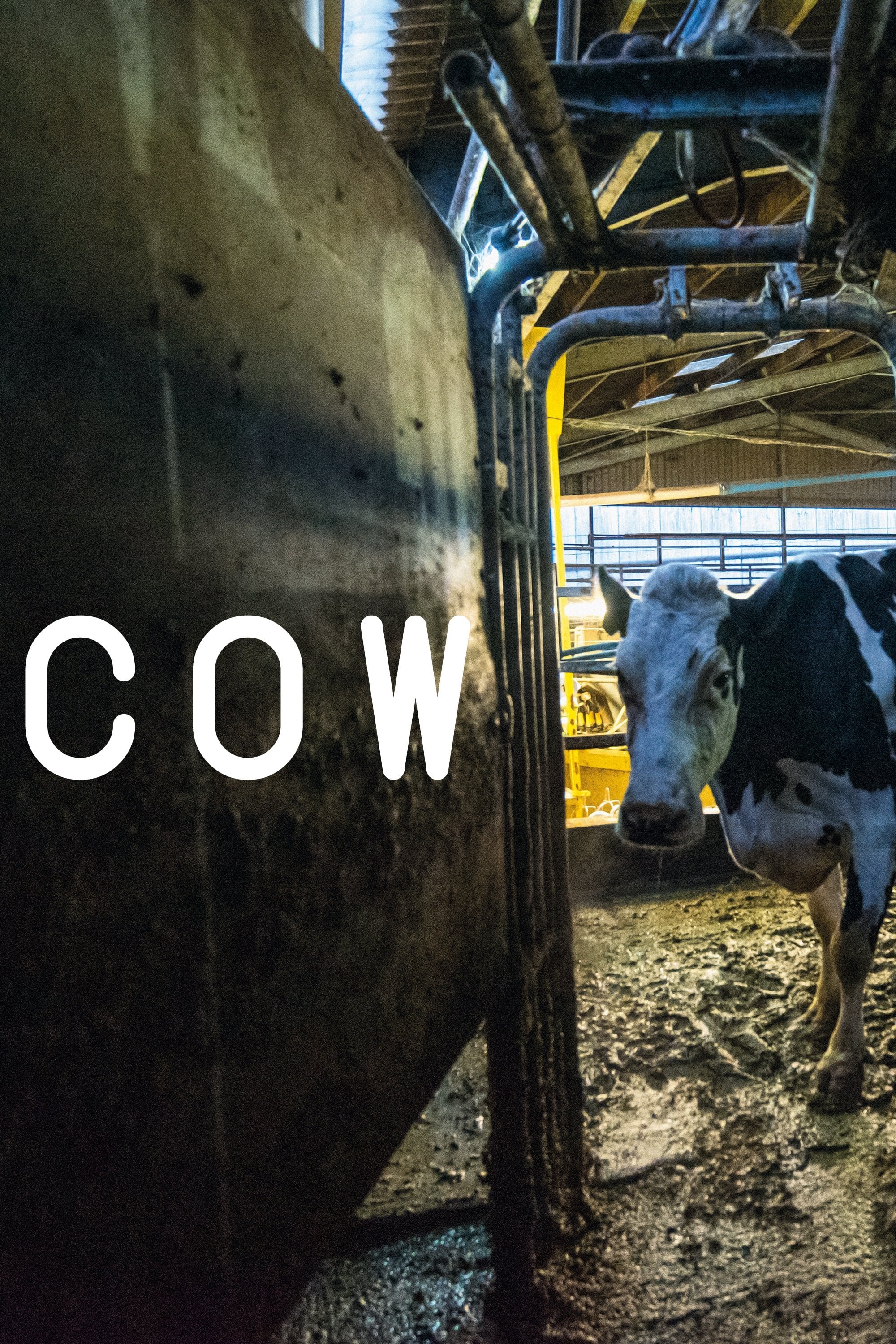 Cow - Andrea Arnold · 2021