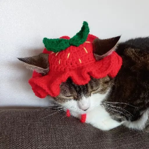 hat for my cat