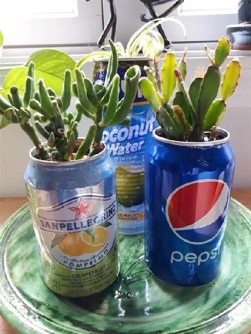 Flower pots with cans/Maseta con latas