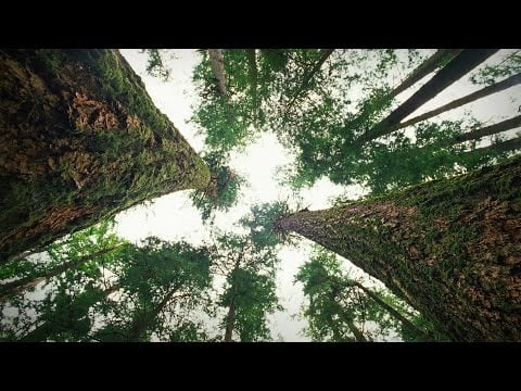 How trees talk to each other | Suzanne Simard - TED