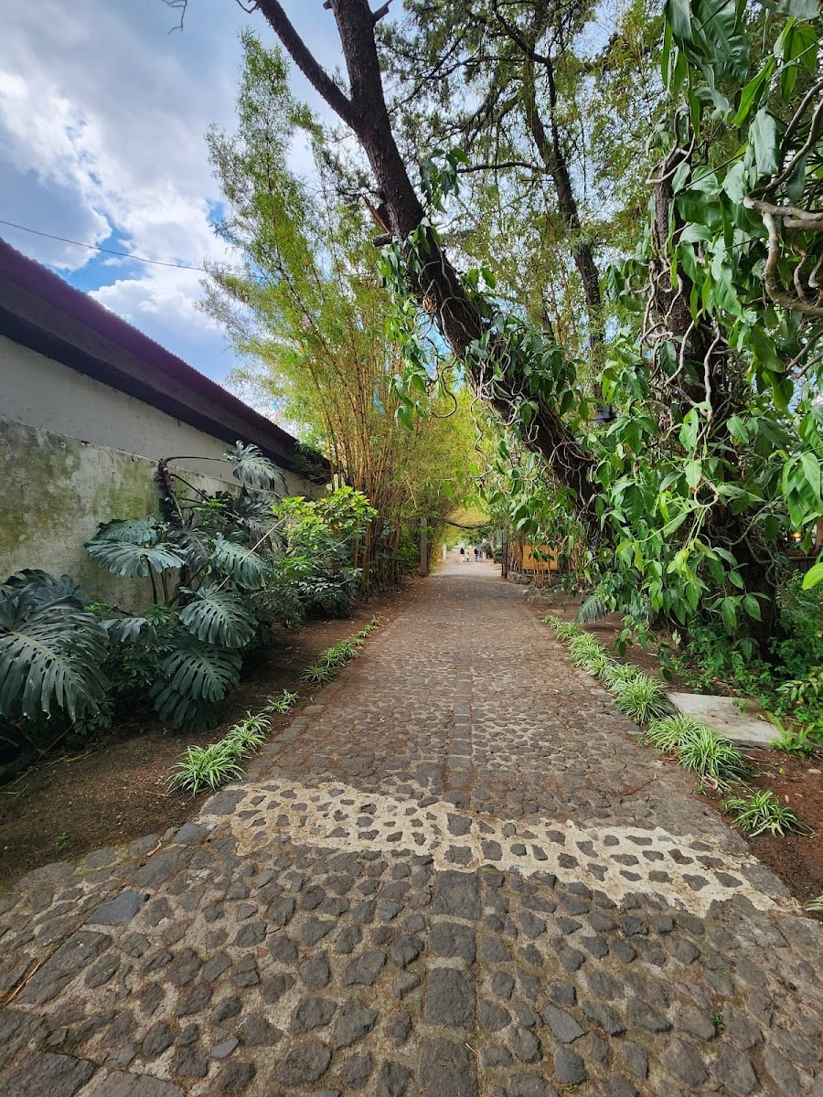 Finca La Azotea - Jocotenango, SacatepƩquez