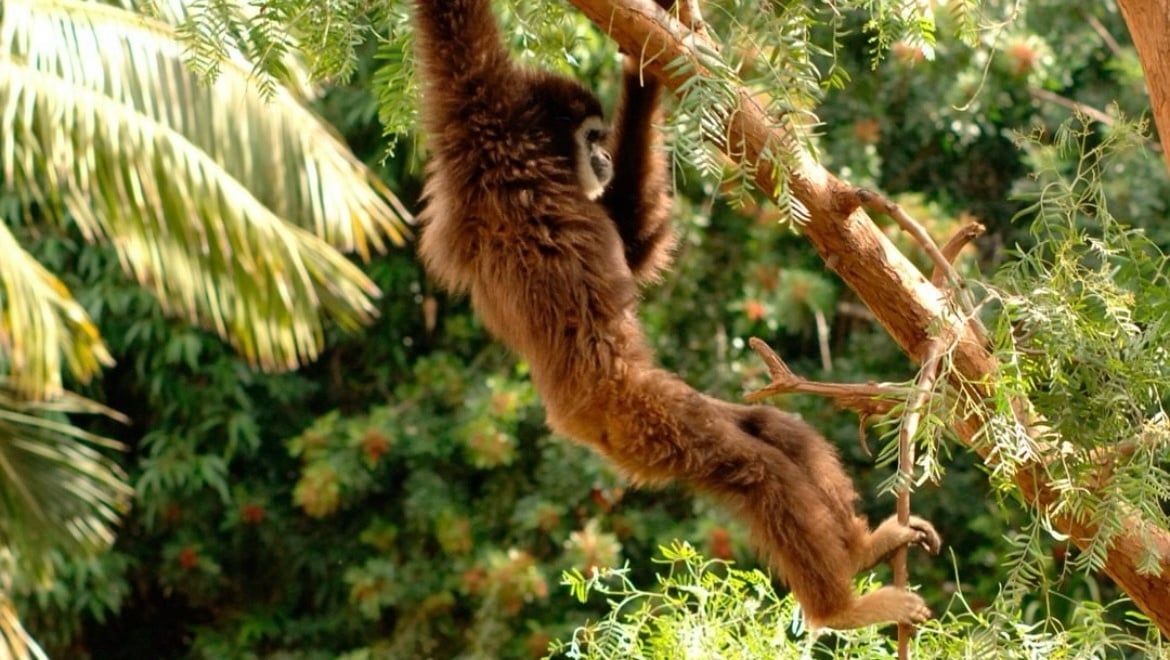 Jungle Park - Zoo