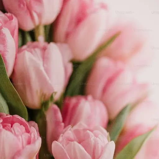 Tulipanes - Amor perfecto y elegancia.
