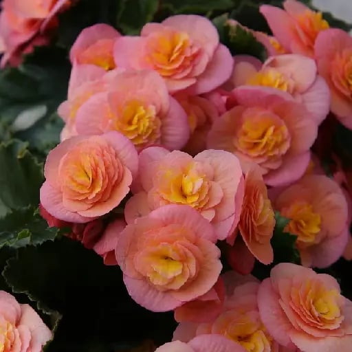 Begonias - "The begonia stands for caution and consideration, as well as good communication between different parties. It is commonly given as a gift when paying back a favour. All these meanings come from its association with Michel Bégon, a French diplomat and politician who lived in the Antilles during the late 17th century. "