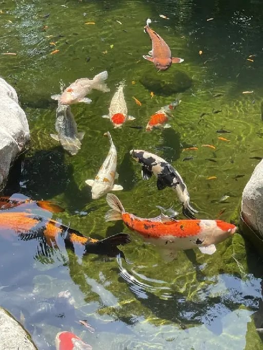 Koi