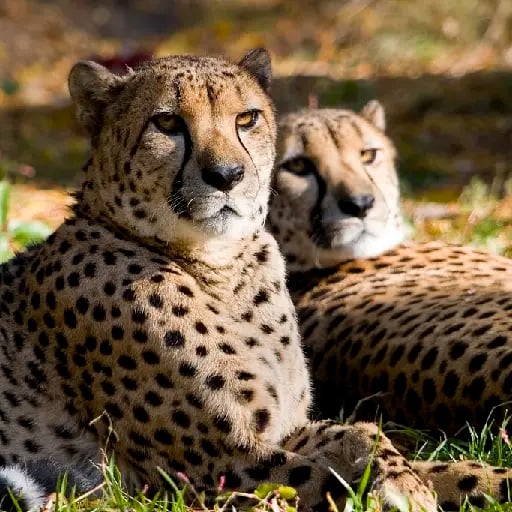 Chetaah !! - a mammal,carnivore animal that It is so fast so he can hunt so fast the other animals to eat them!!