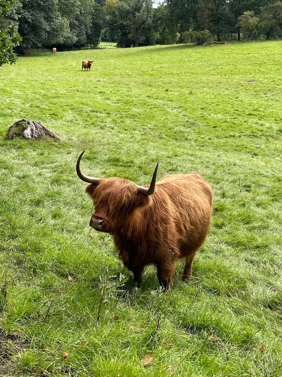 Highland Cattle Park - VAQUITAS EN GLASGOW