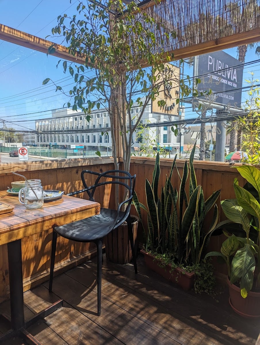 Café Botánico - 10/10 los tecitos de tetera