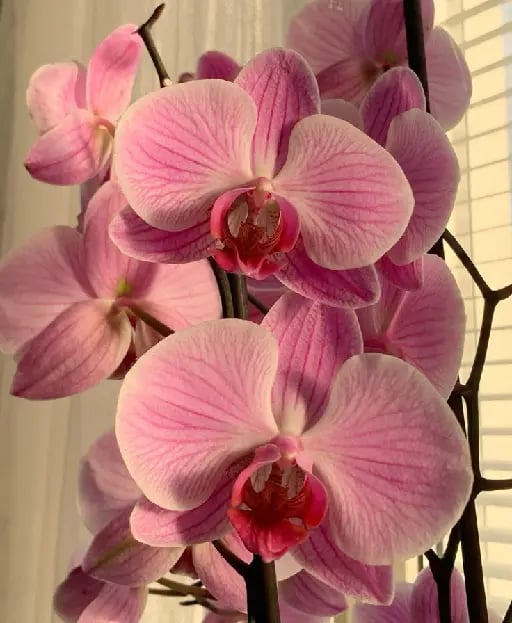 orquídea