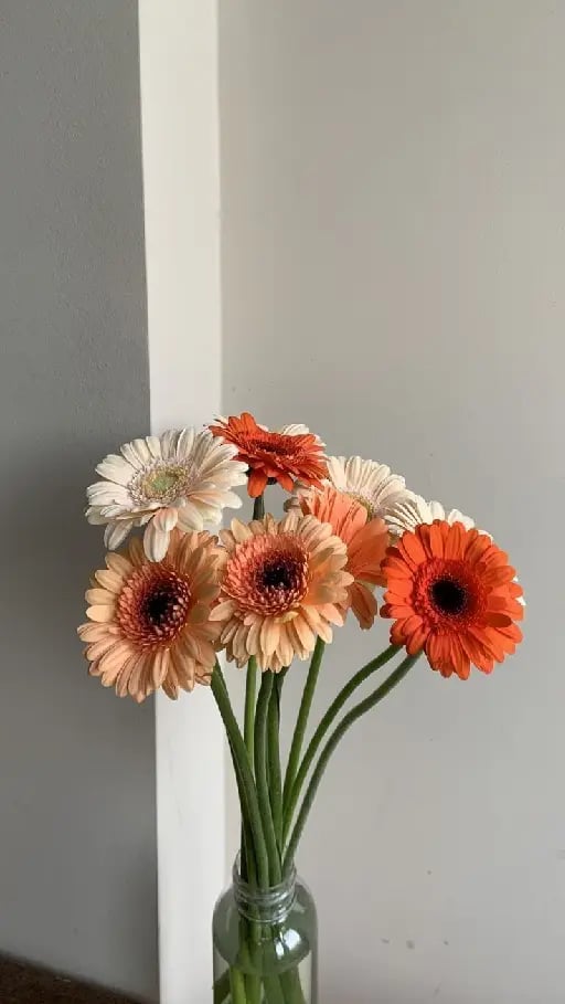 gerberas