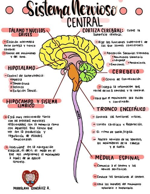 Sistema nervioso central - Me sirvió bastante para mí trabajo y apuntes