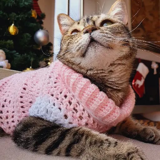 Cat sweater