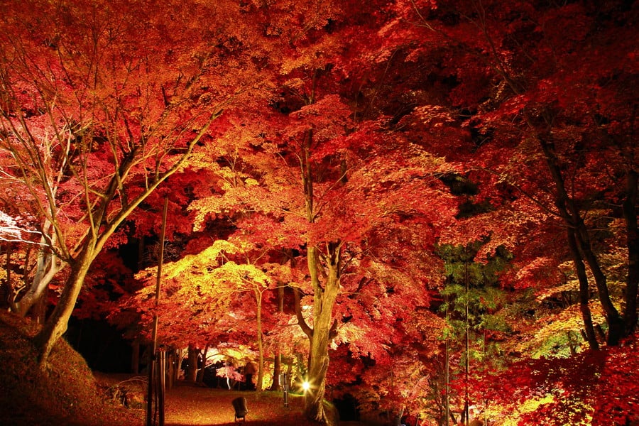 最上山公園 もみじ山