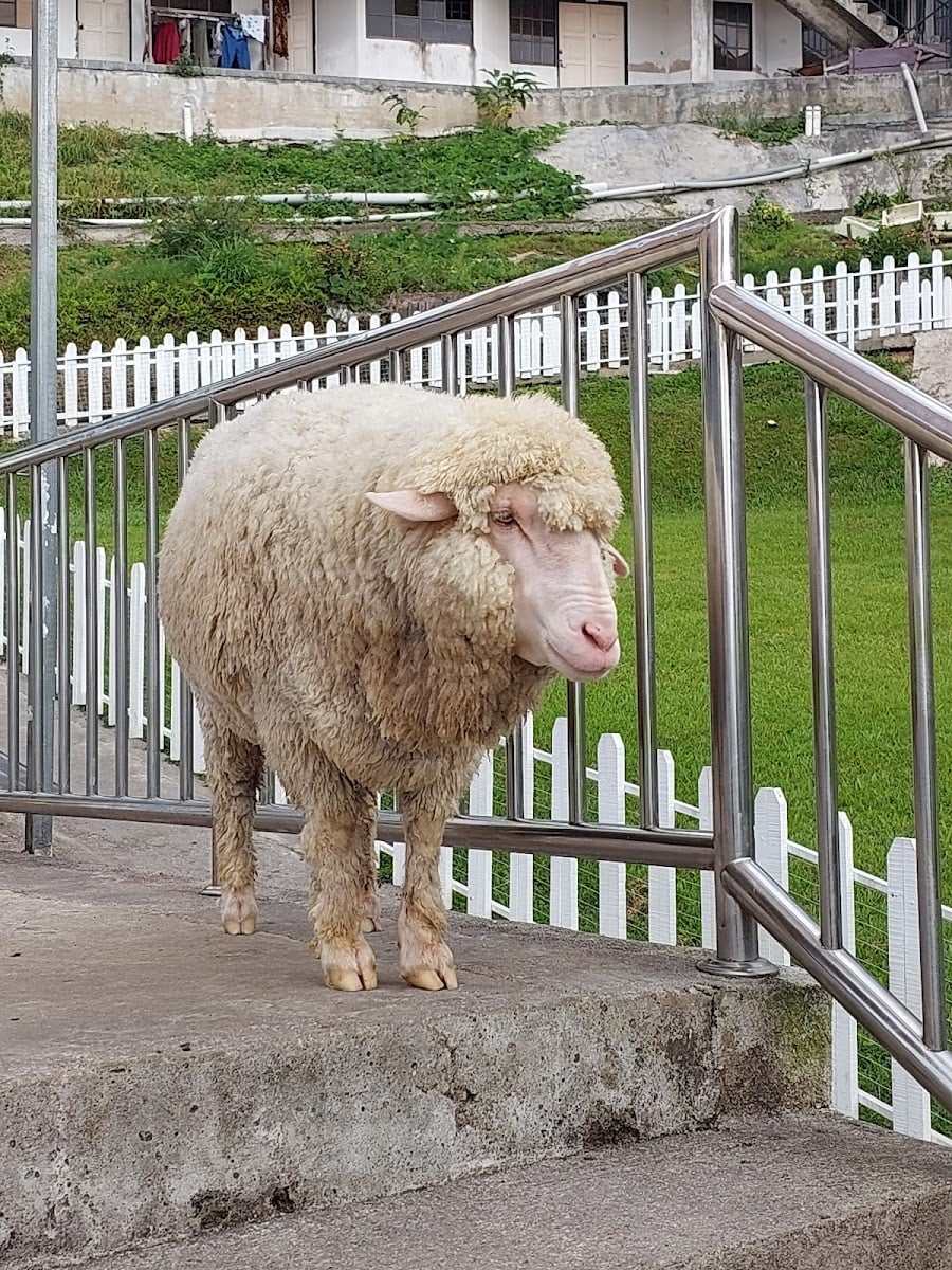 The Sheep Sanctuary - Cameron Highlands