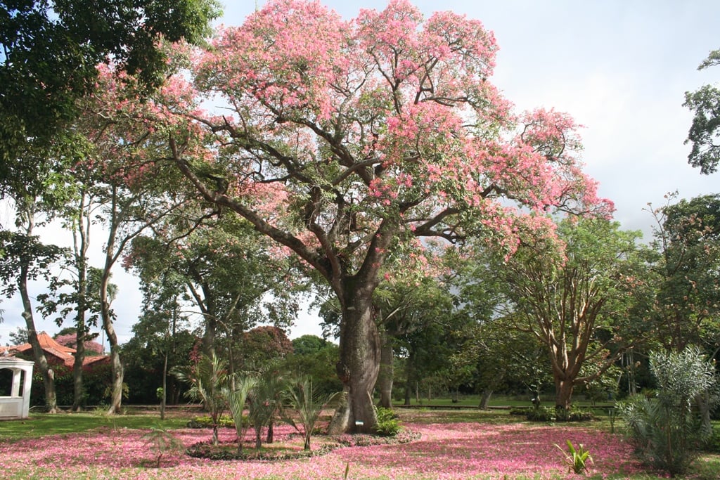 Santa Cruz de la Sierra Botanical Garden