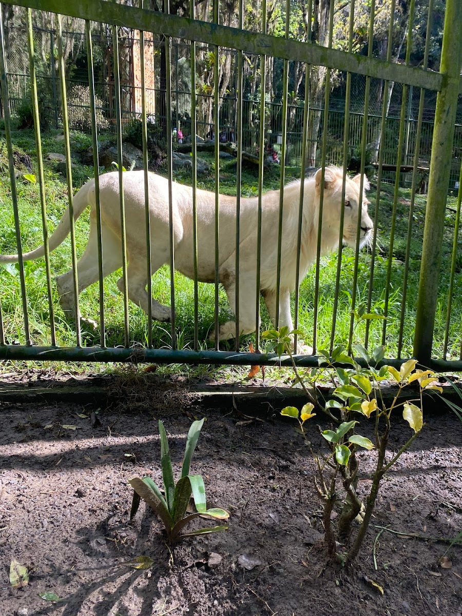 Parque Zoológico Chorros de Milla