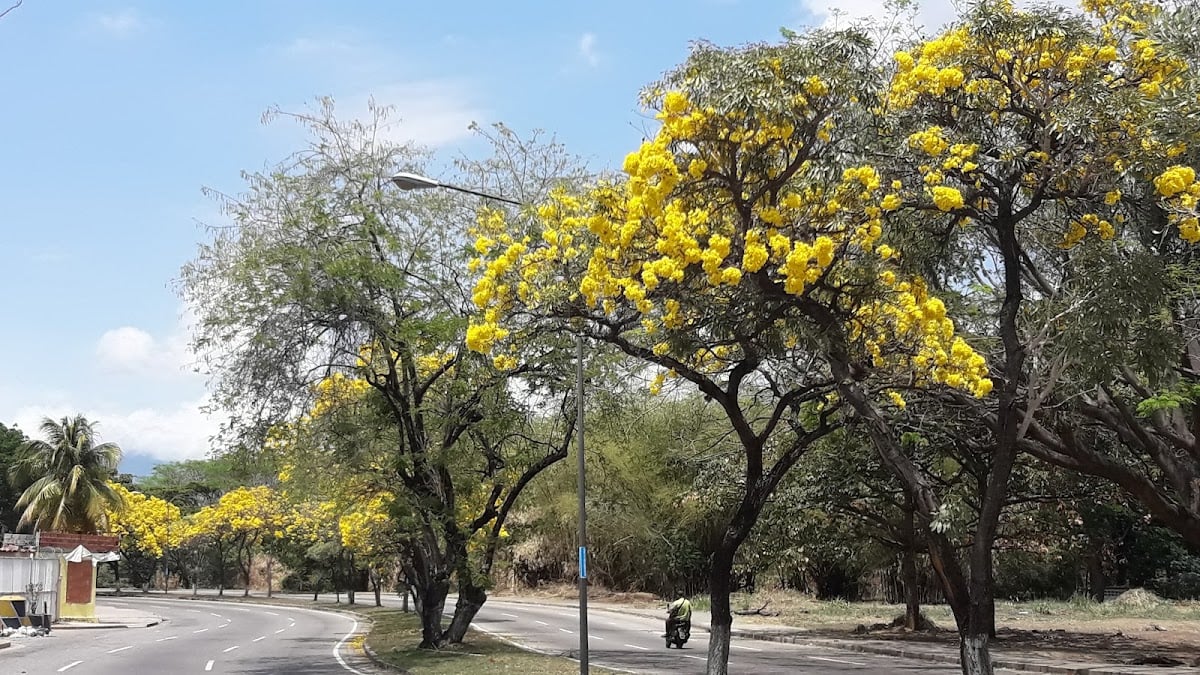 Metropolitano de Valencia Park