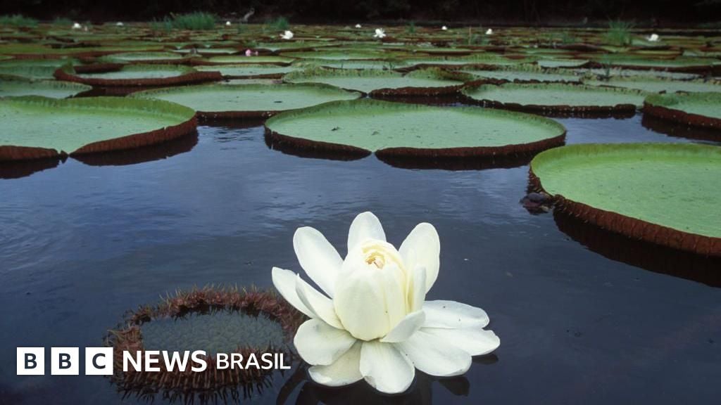 Vitória-régia, a planta amazônica que revolucionou a arquitetura e continua a inspirar inovações tecnológicas - BBC News Brasil - BBC News Brasil