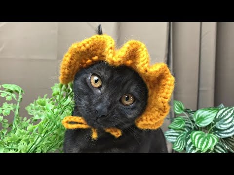 Crochet Hat for Cats and Dogs | Crochet Tutorial - Brunaticality