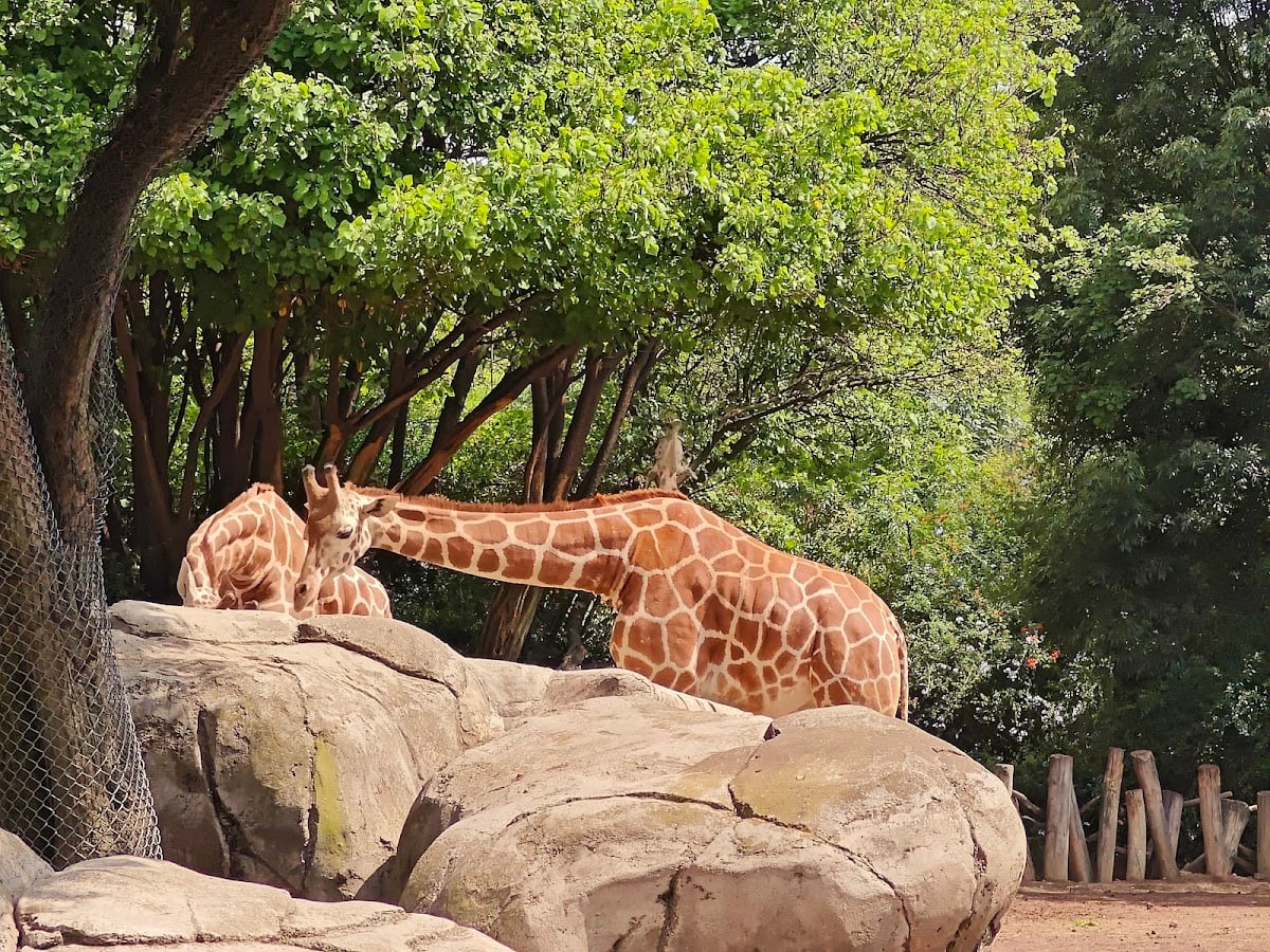 Zoológico de Chapultepec