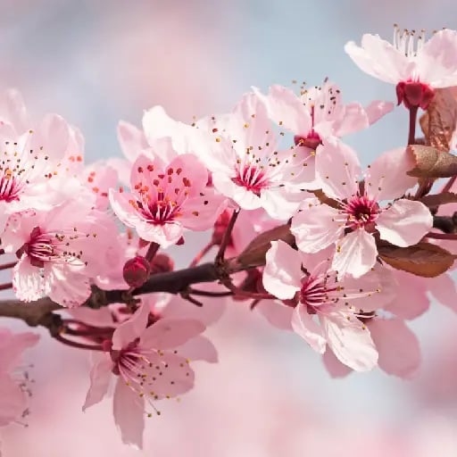 Cherry Blossom - "It symbolizes both life and death, beauty and violence. As the coming of spring promises new life, so the blooming of cherry blossoms brings a sense of vitality and vibrancy. At the same time, their short lifespan is a reminder that life is fleeting."