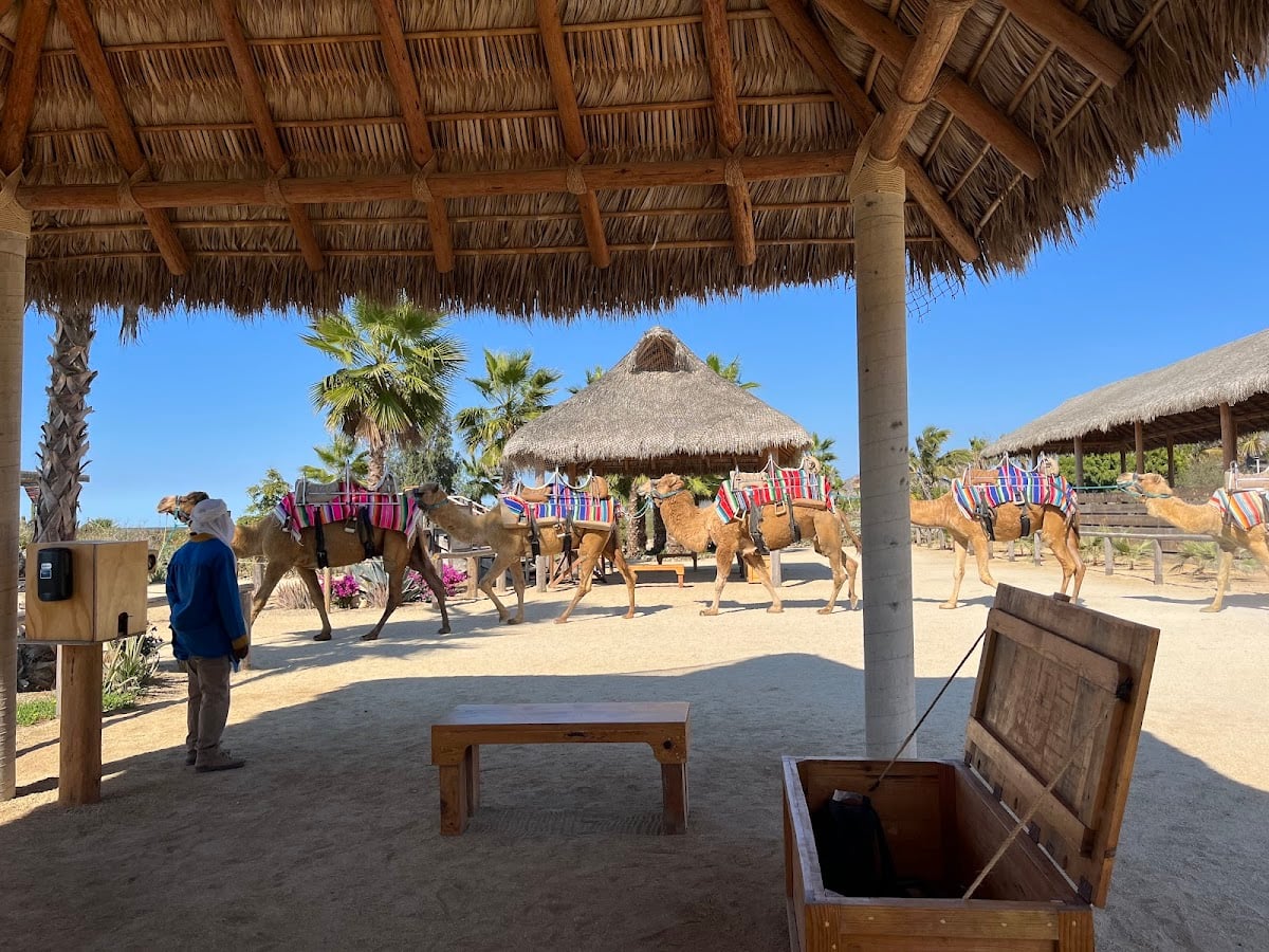 Outback & Camel Safari by Cabo Adventures