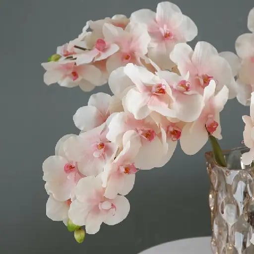 Orquídea - Flores