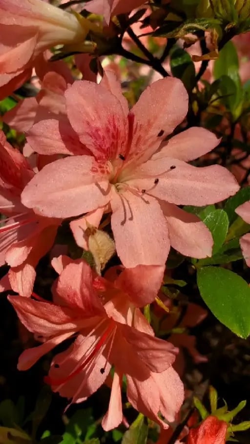 Azalea - Flores