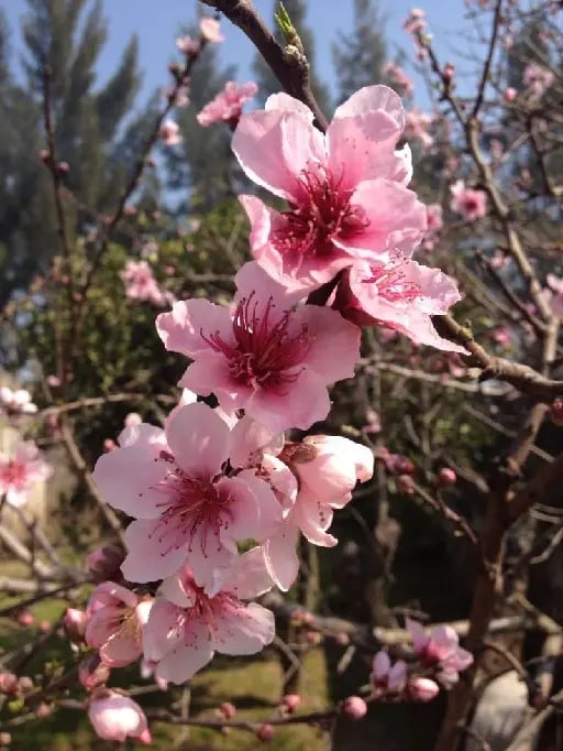Flor de cerezo - Flores