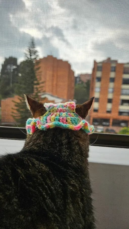 Cat hat