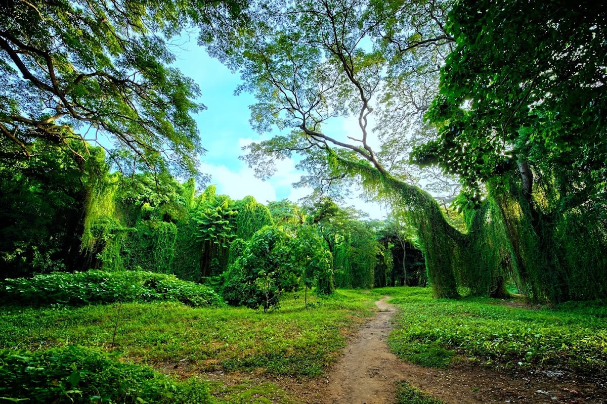 Bosque de La Habana (parque Metropoitano)