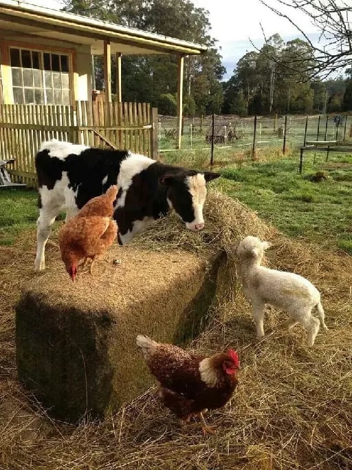 Ir a una granja