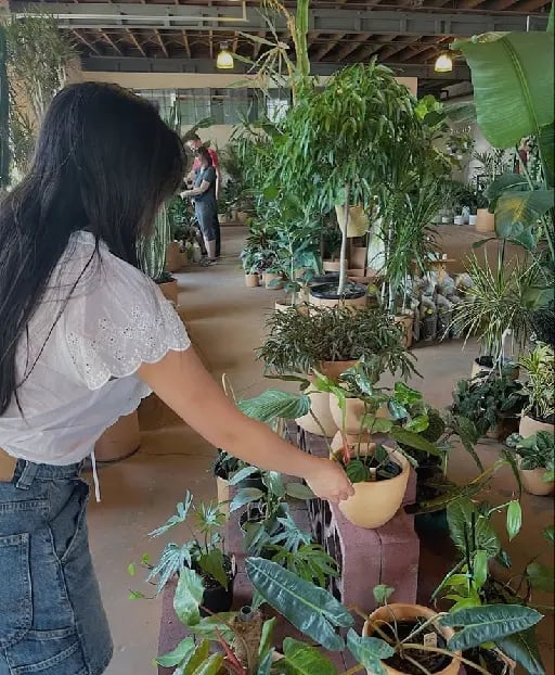 Ir a un vivero