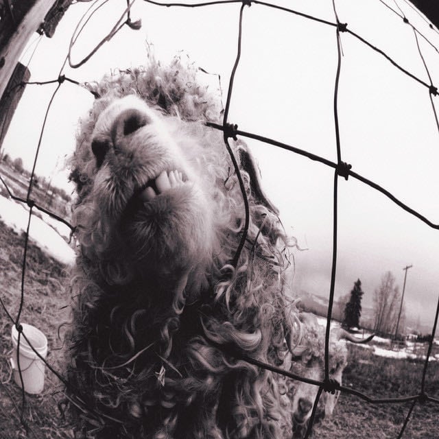Daughter - Remastered - Song · Pearl Jam