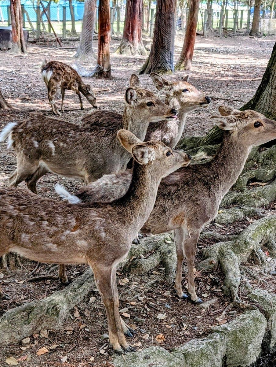 Deer Park