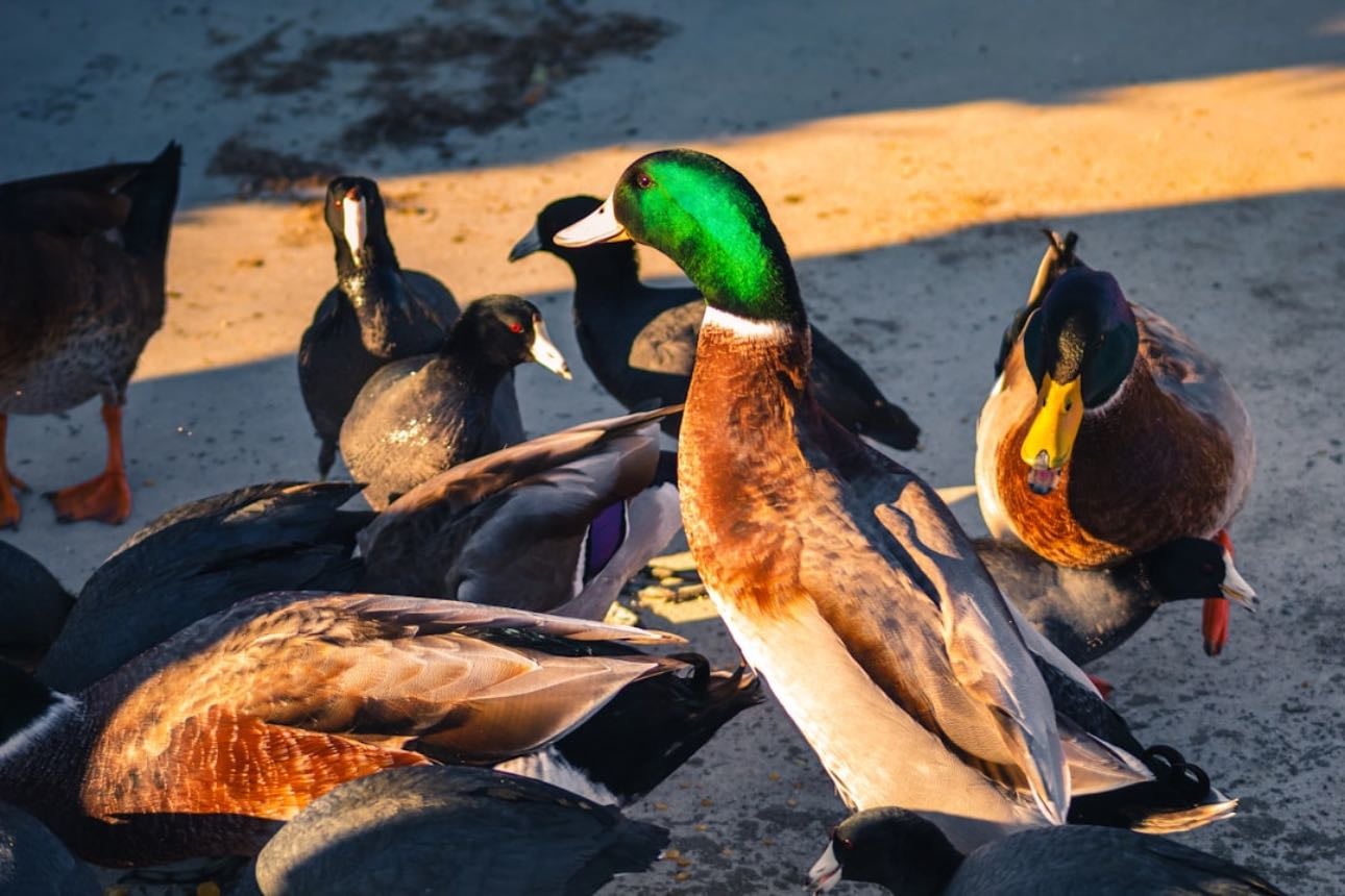 Feed ducks