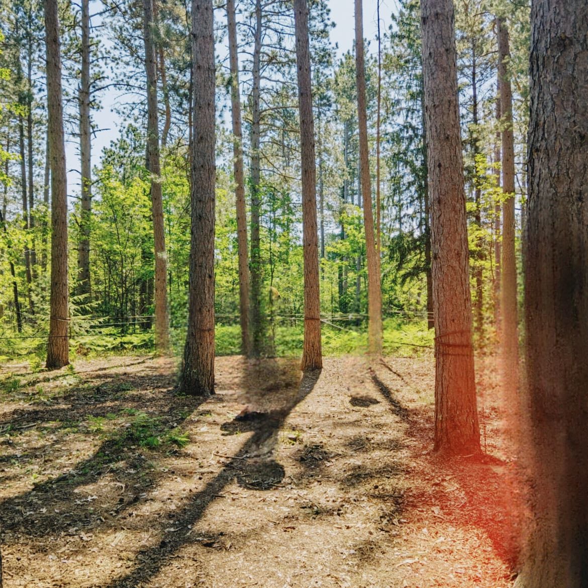 trees