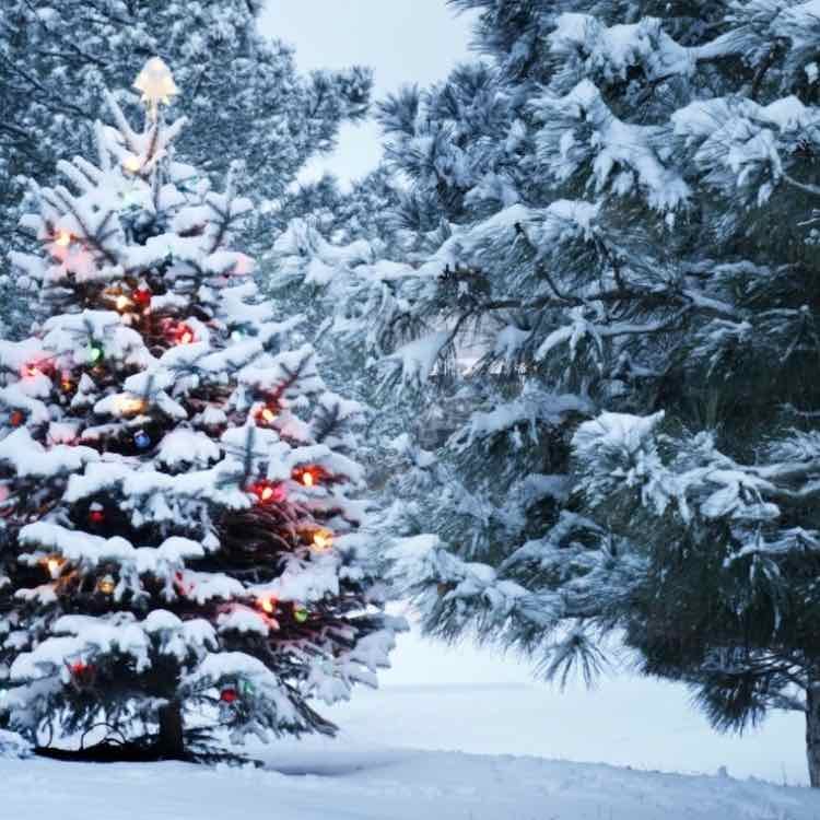 Have a white Christmas