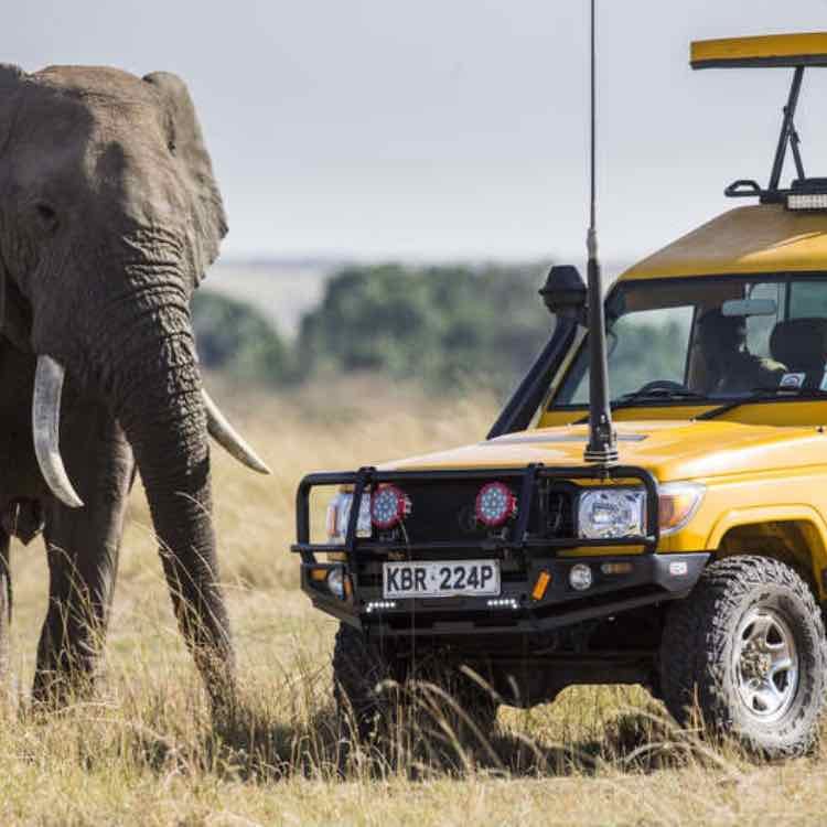 Go on a safari