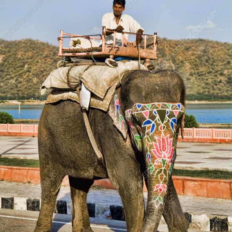 Ride a elephant