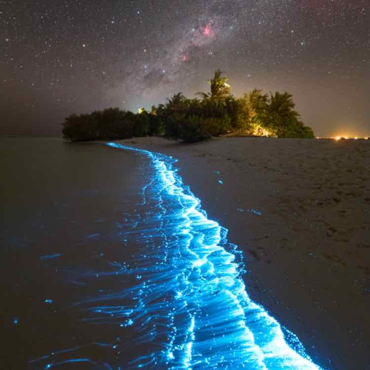 Bioluminescent beach