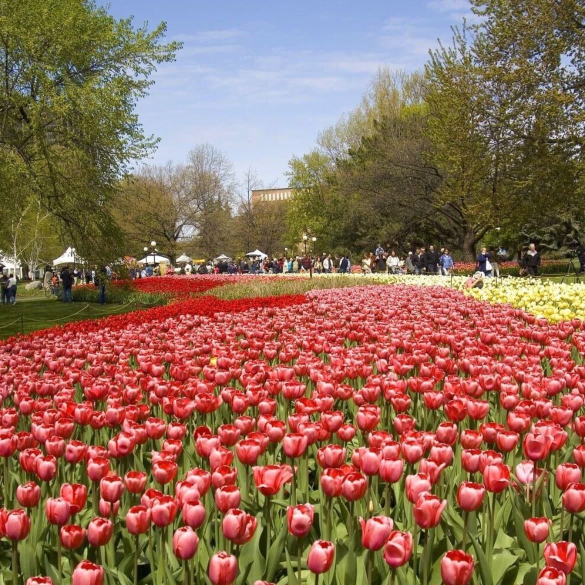 tulip festival