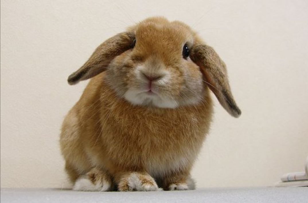 Bunny