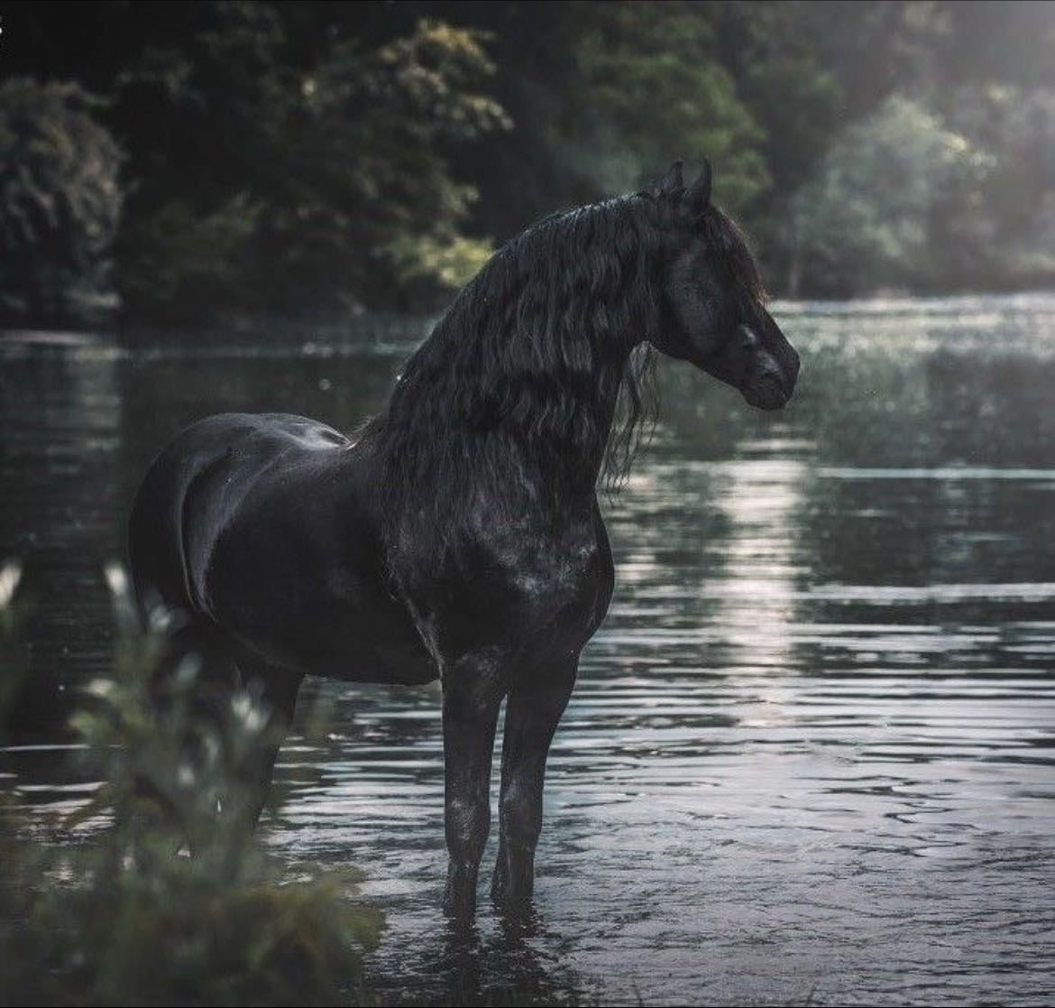Horse - Animal